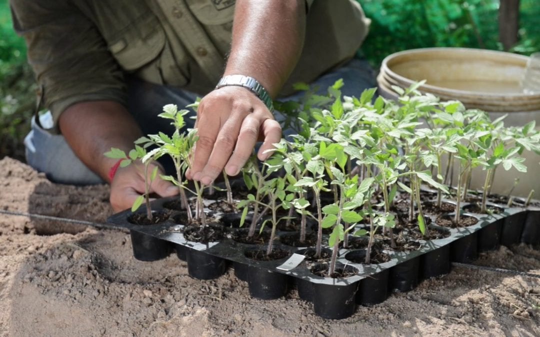 Early Seed Starting of Flavorful Varieties