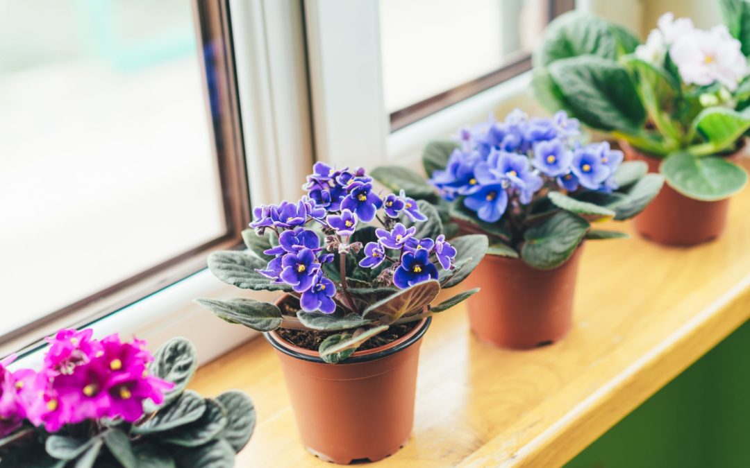 spotlight on african violets