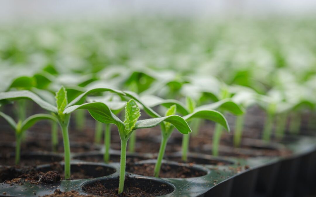 get ready for seed season