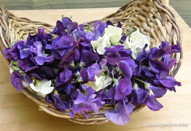 a flower blooms in winter