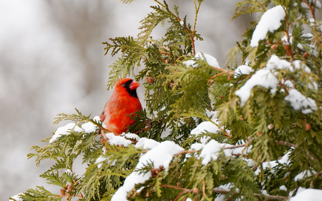 how long until spring!
