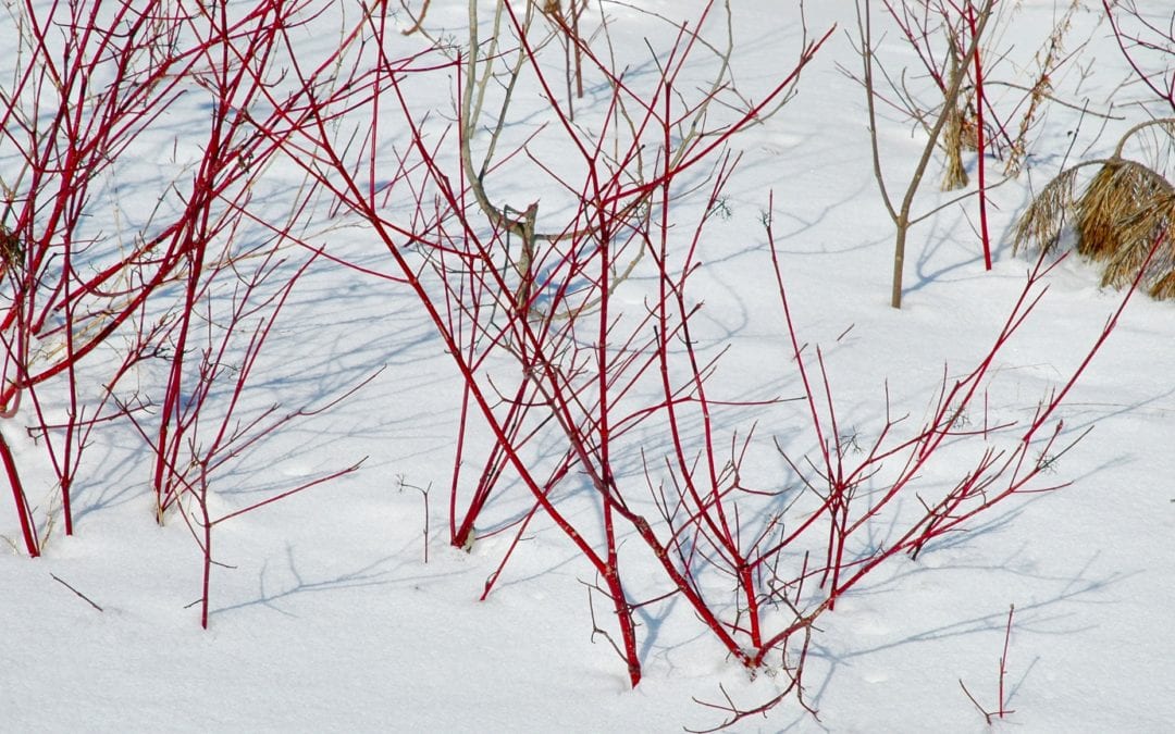 Late Winter Pruning Your Deciduous Trees & Shrubs
