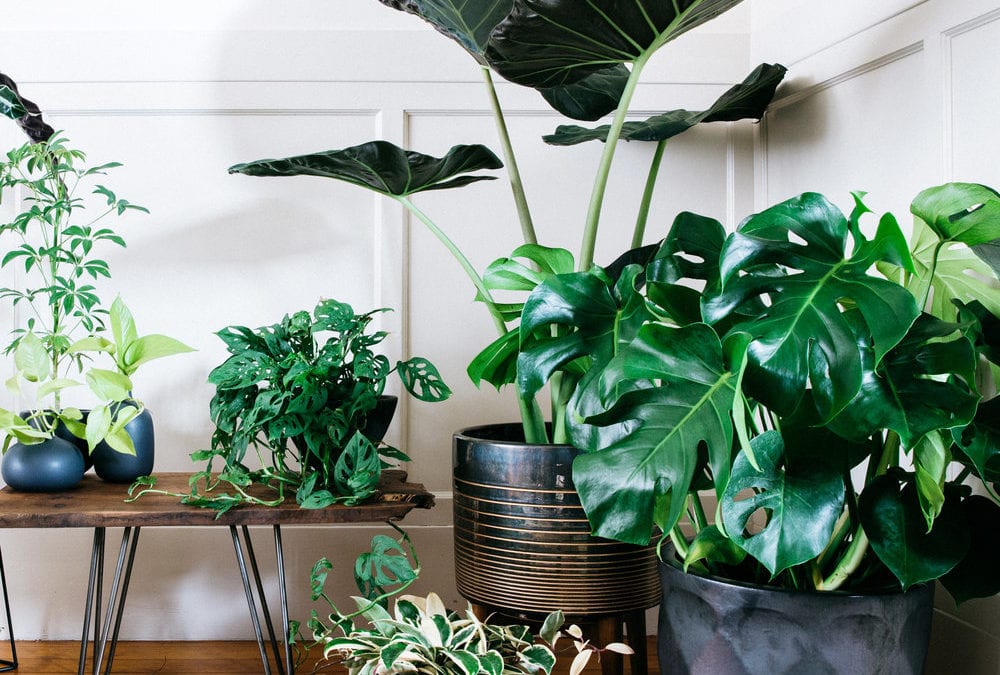 Early Spring Houseplant Care