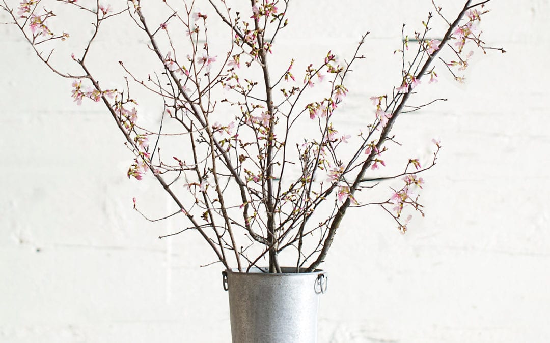Some Spring Flavor with Blooming Indoor Branches