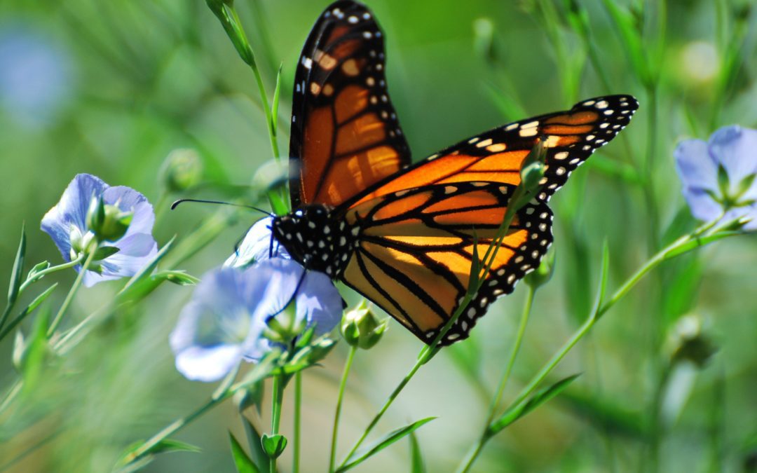 one million butterfly gardens!