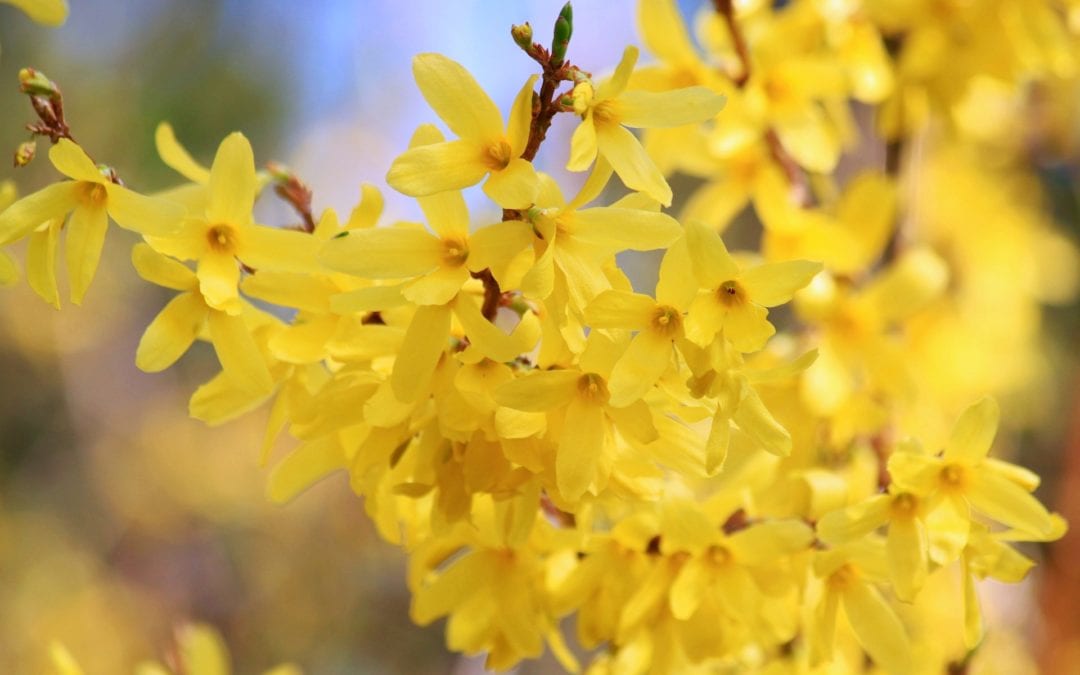 mid-spring gardening