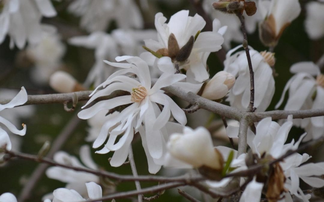 The Spring March of Flowers