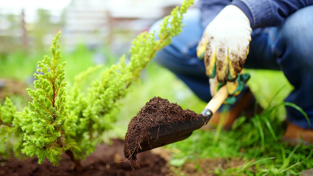 spring gardening tips