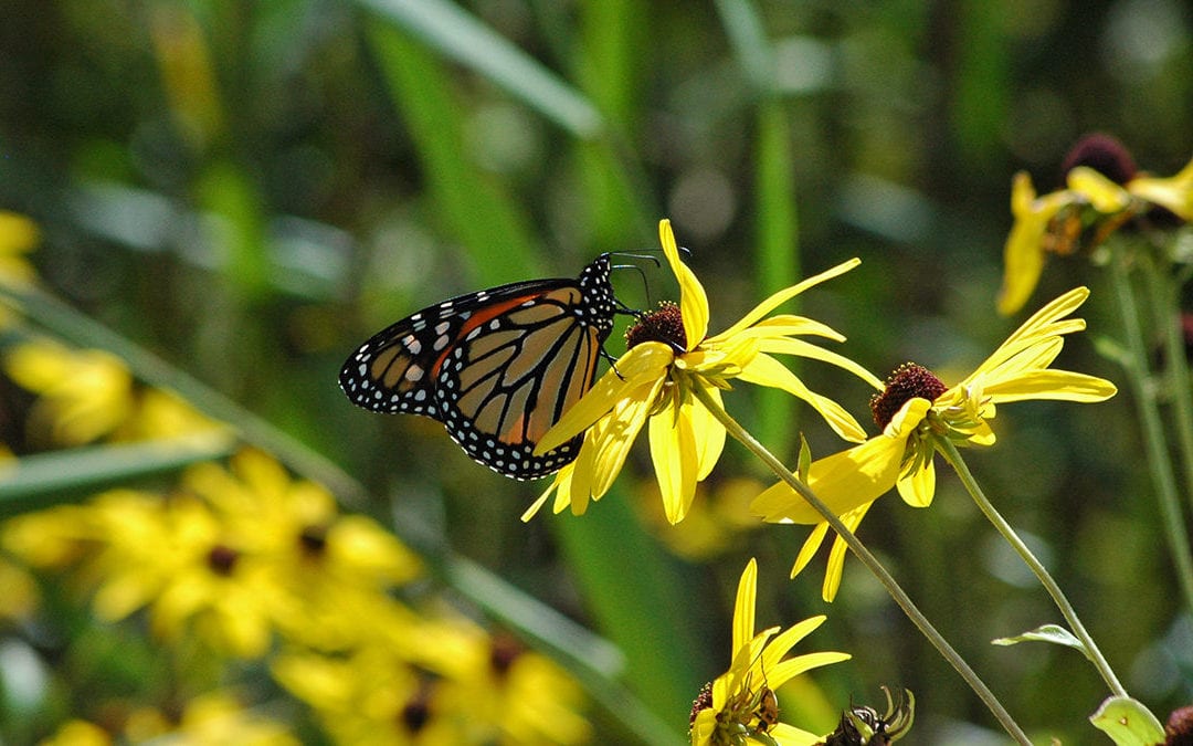 gardening for butterflies