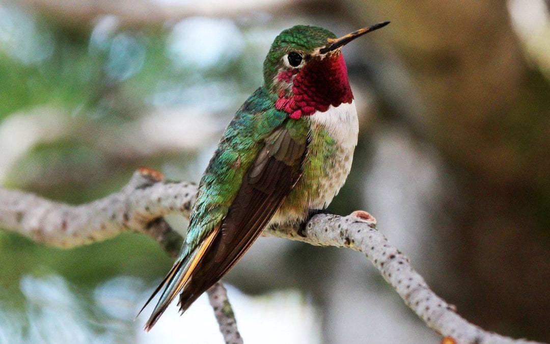 hummingbirds are here again