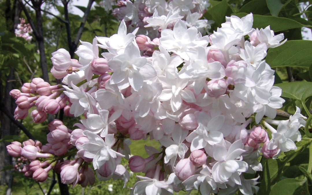 Bloom Bloom Bloom…Lilac!!