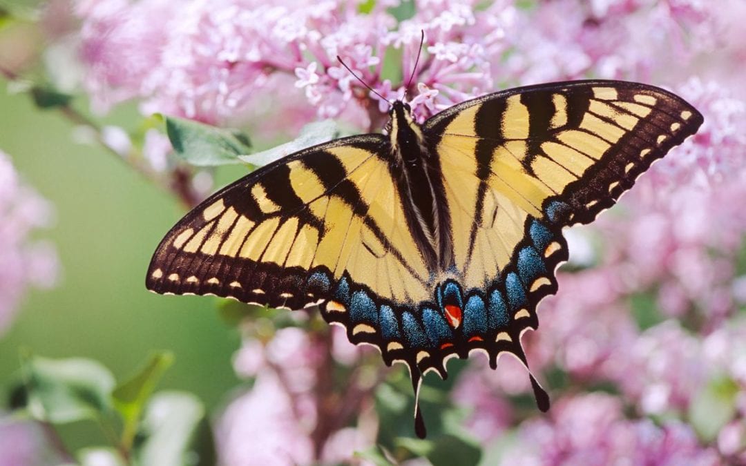 Attracting Bright & Beautiful Pollinators this Spring