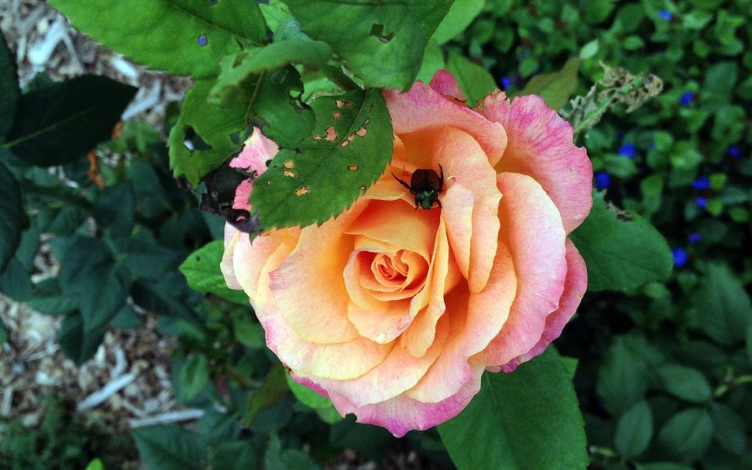 Controlling Japanese Beetles