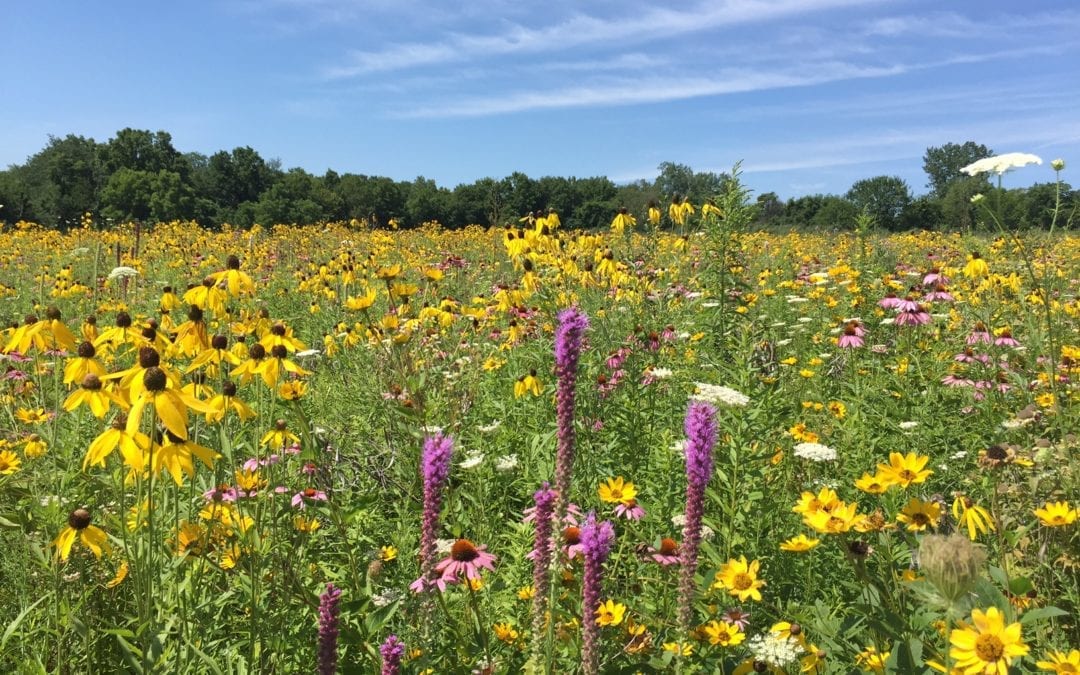 Native Prairie Plants Getting Set to Flower Soon