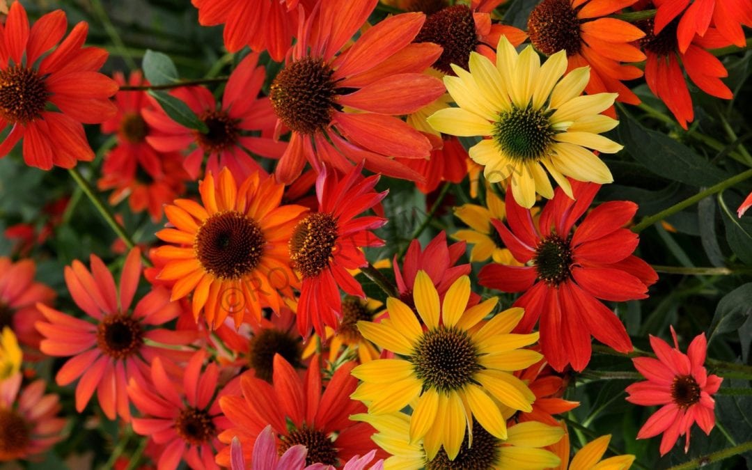 Summer Bloomers