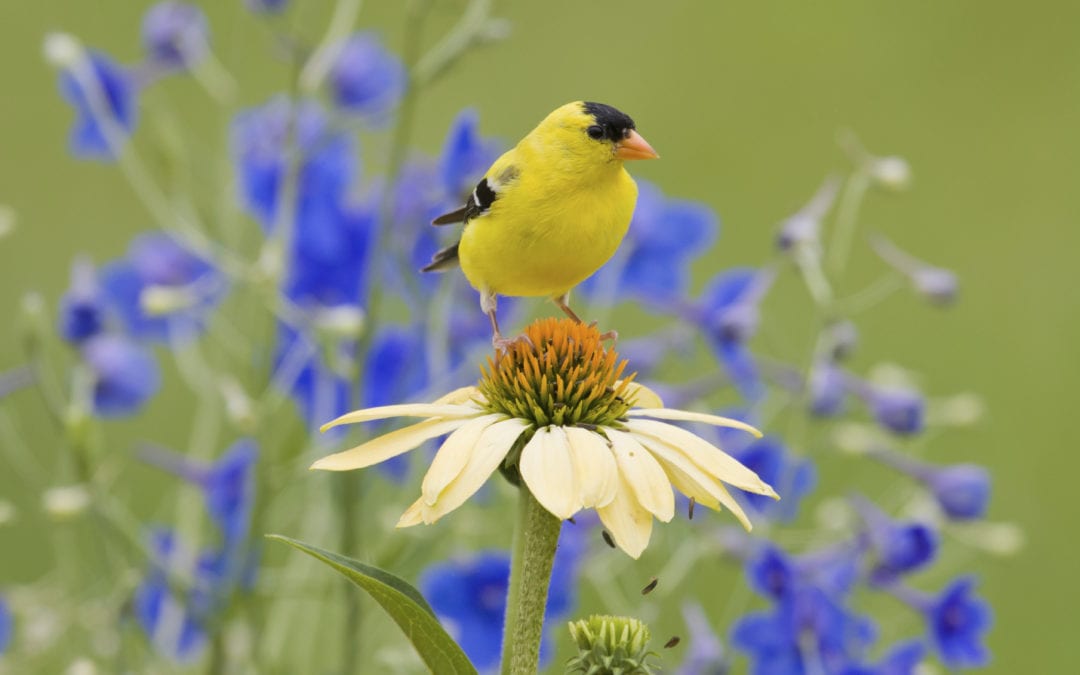 another way to feed your feathered friends