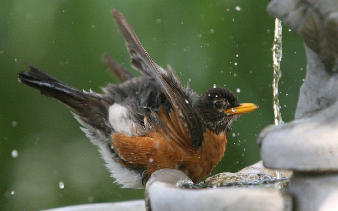 Attracting Birds with Flowers in Your Garden!