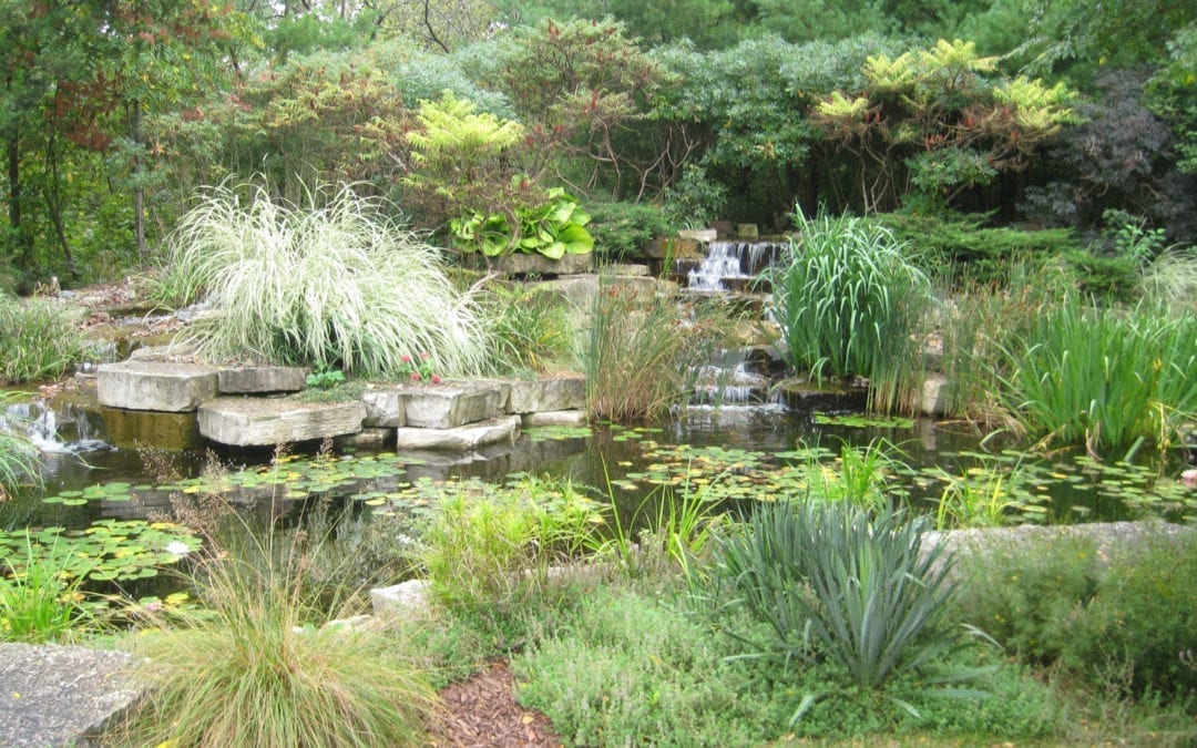 Summer Pond Care