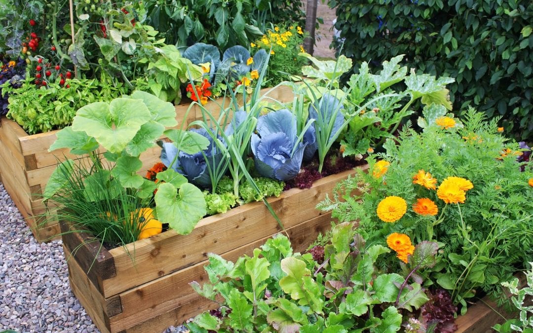 Засаждане в лятна зеленчукова градина