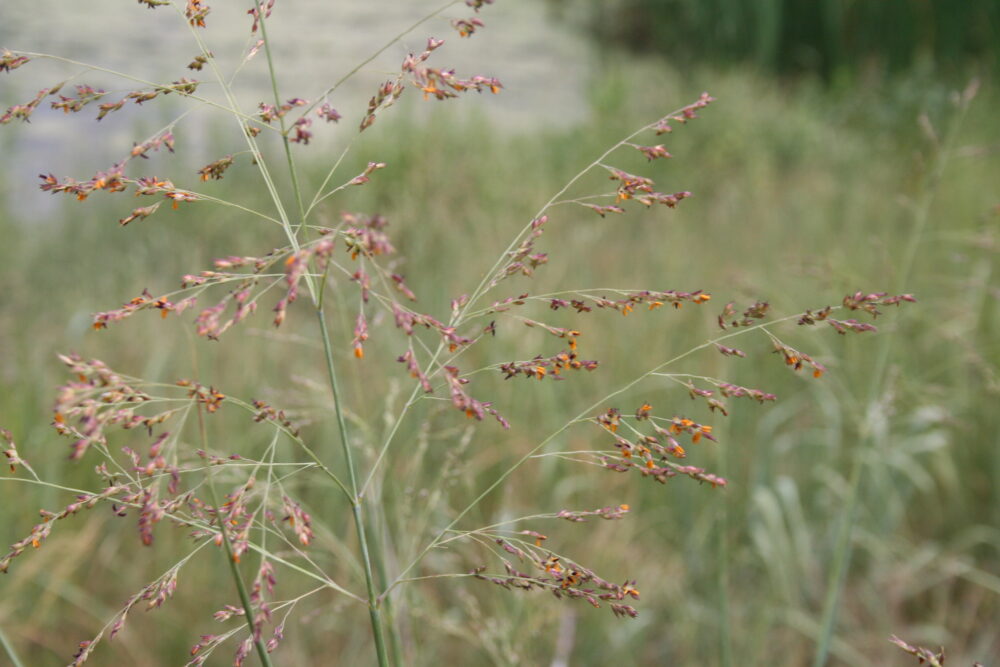 dig into grasses