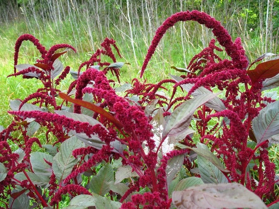 Mid-Summer Gardening