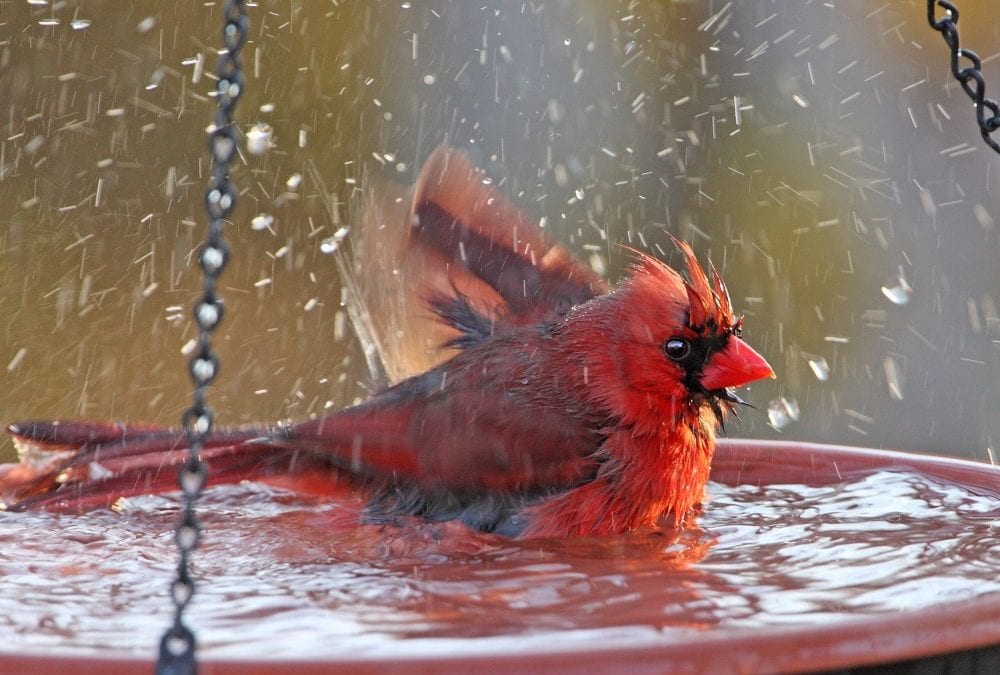 Attracting Birds with Flowers