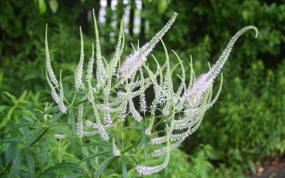 a thousand acres of silphiums