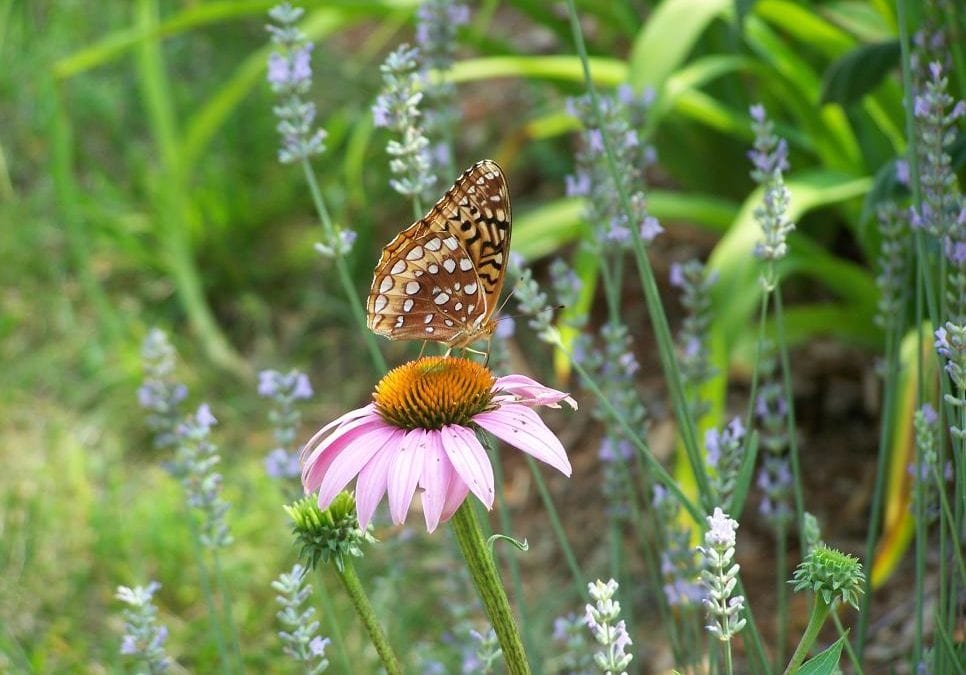 The Perfect Prairie Plants for Your Yard & Garden