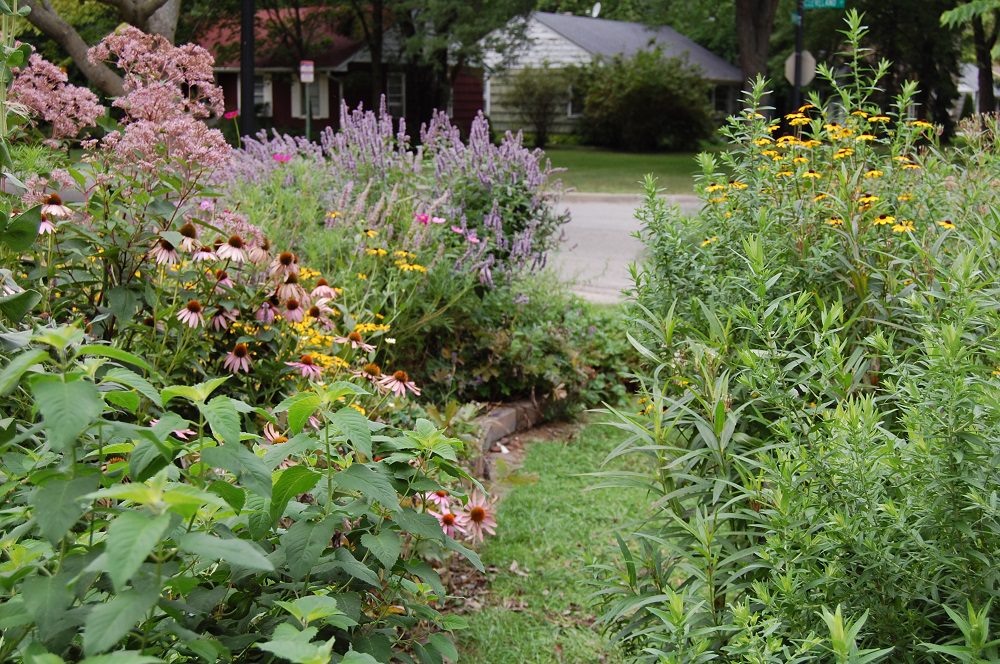 Late Summer Gardening