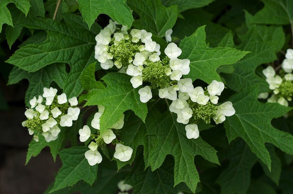 All About Hydrangea