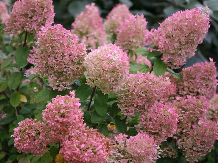 The Hydrangea ABC’s