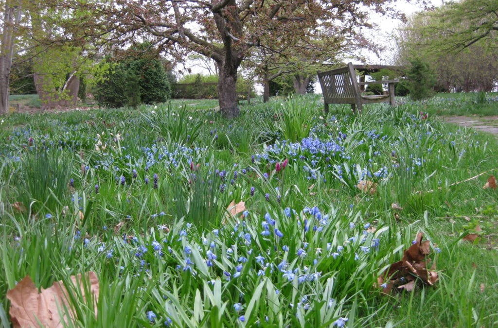 Planting Fall Bulbs