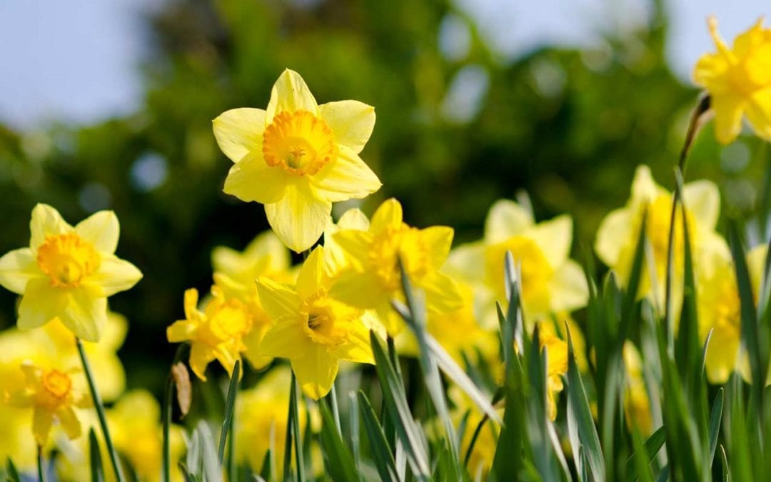 Planting Fall Bulbs