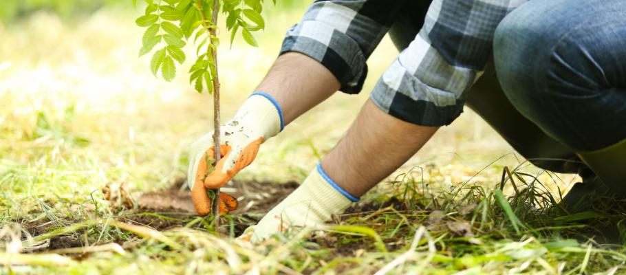 When is it Too Late to Plant?