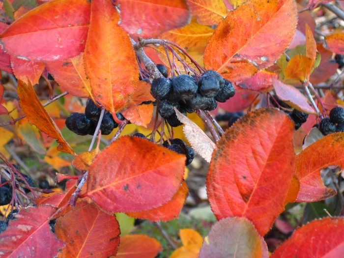 the colors of autumn