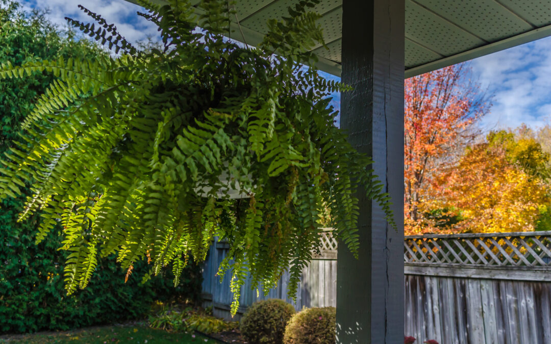 bring the outdoors in