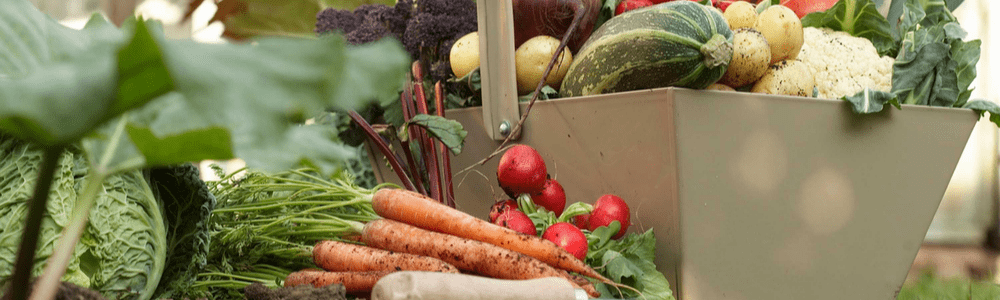 Putting Your Vegetable Garden to Bed for Winter