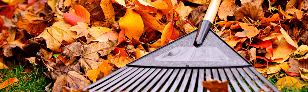 Your Fall Gardening Checklist As Winter Nears
