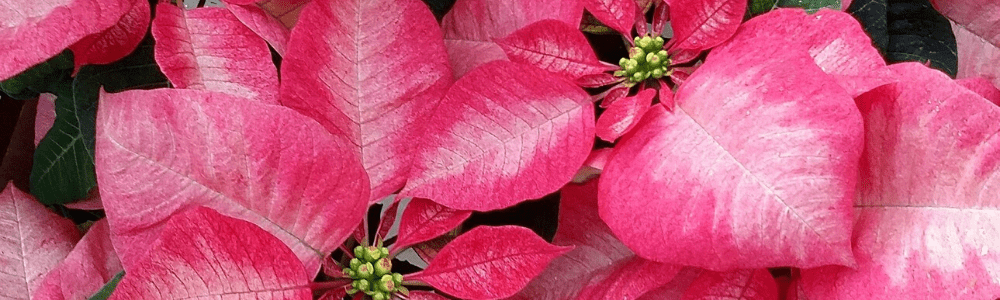 Holiday Houseplants Make Excellent Gifts for Gardeners