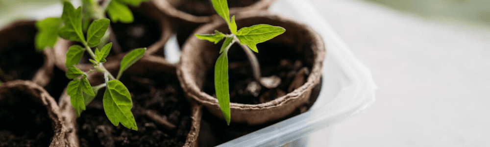 How To Properly Grow Seedlings During Mid-Winter