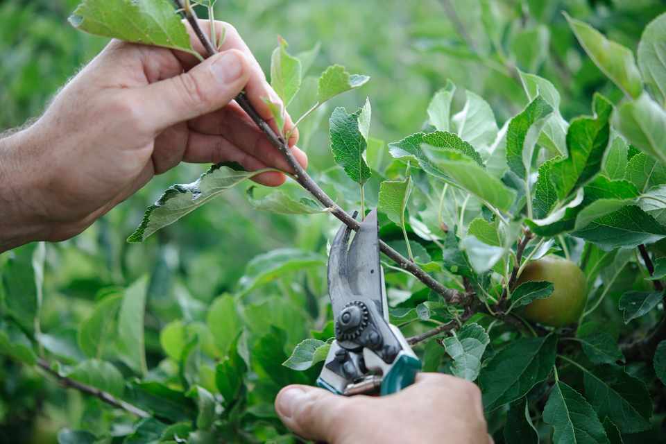 Great Time For Pruning Fruit Trees!