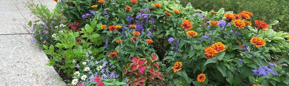 How To Care For Your Summer Garden