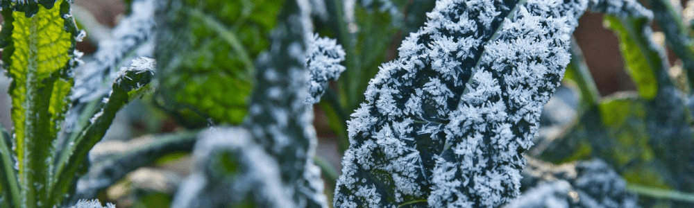 Putting Your Vegetable Garden to Bed for the Winter