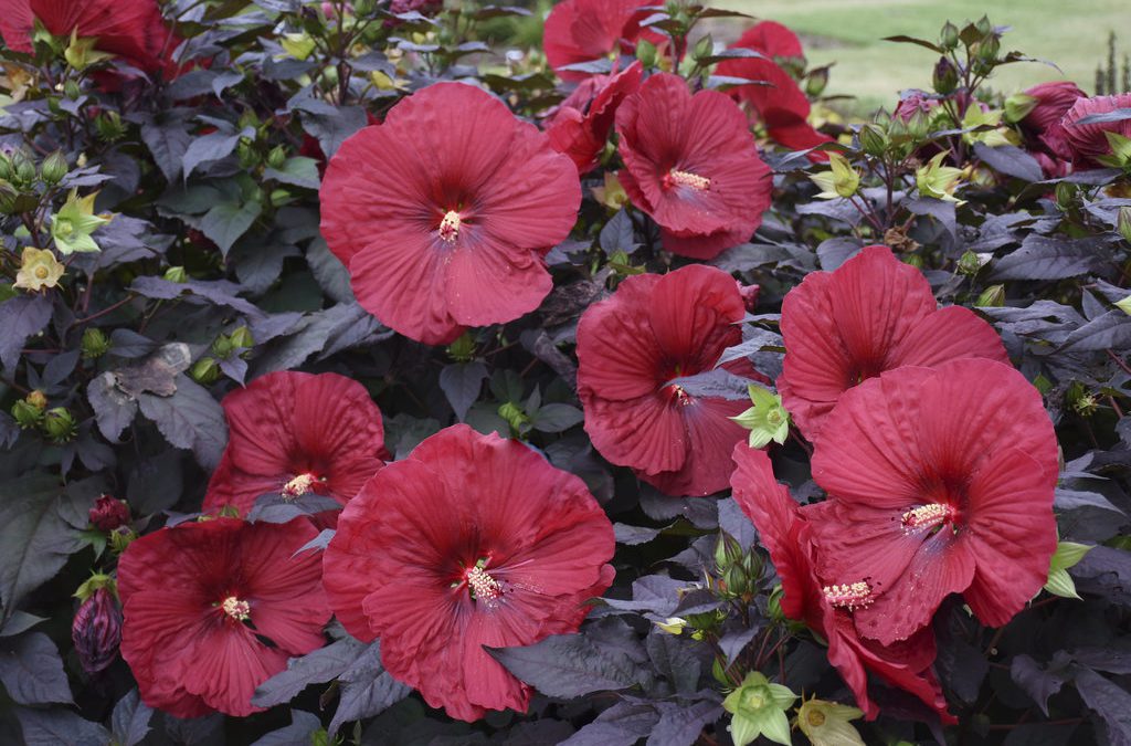 the glorious month of may