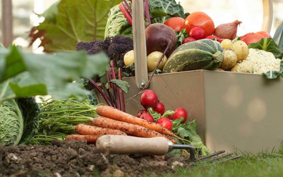 time to put your veg garden to bed