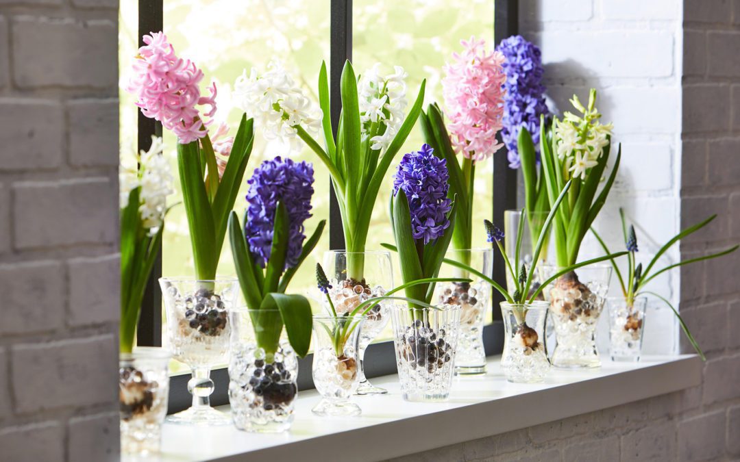 forcing bulbs-a trick and a treat!