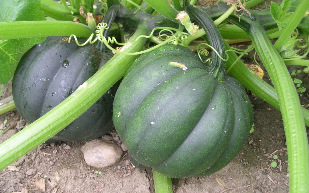 Putting Your Vegetable Garden to Bed