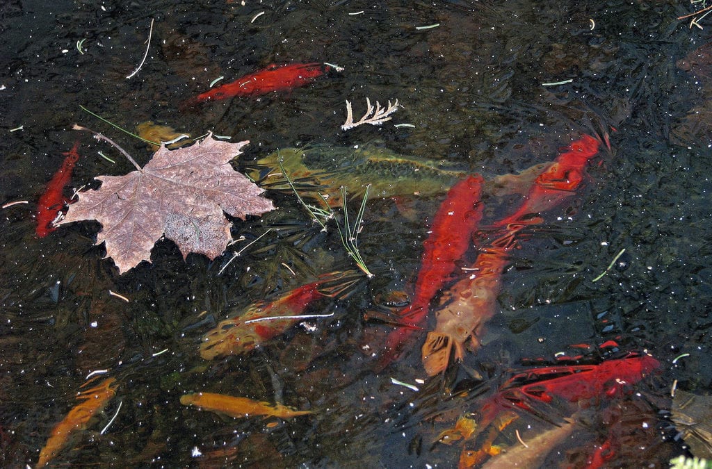 Tips on How to Winterize Your Pond