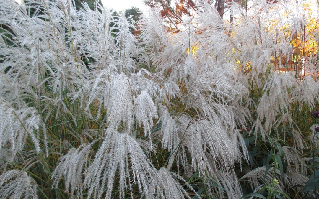 get ready for old man winter