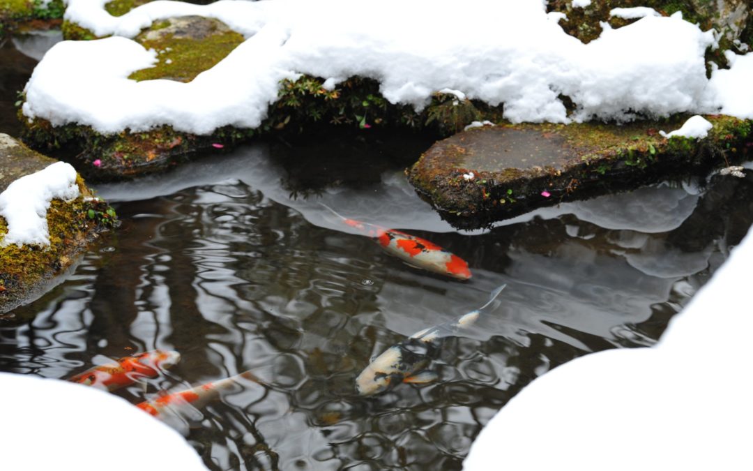 let temperatures guide your pond chores